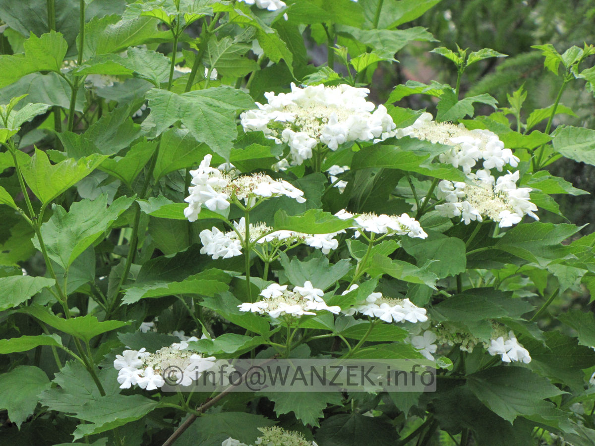 Viburnum opulus 01 Blueten.JPG